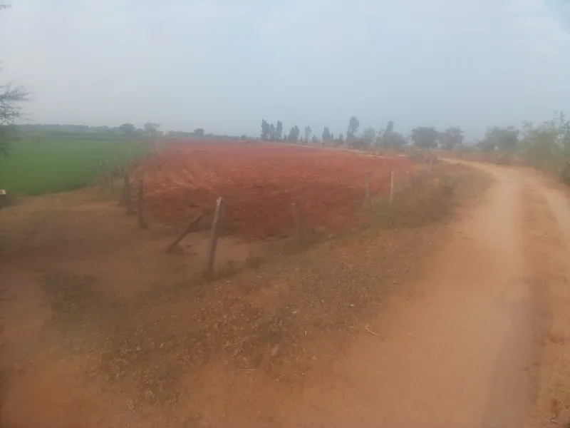 agricultural land at Porthyreddypalle, Cherial