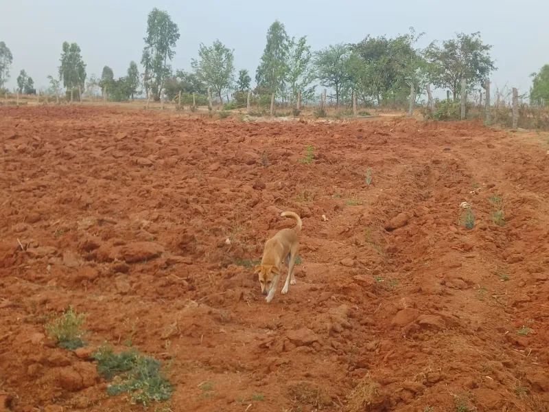 agricultural land at Porthyreddypalle, Cherial